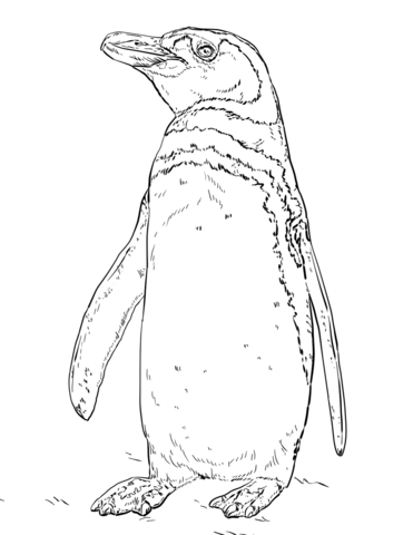 Humboldt Peruvian Penguin Coloring Page